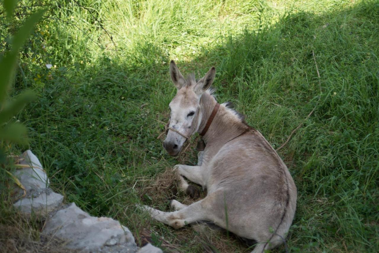 Lucha Apartman Appartement Rijeka Crnojevića Buitenkant foto